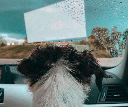 Vierbeiner mitnehmen beim nächsten Ausflug. Komm ins Kino mit Hund