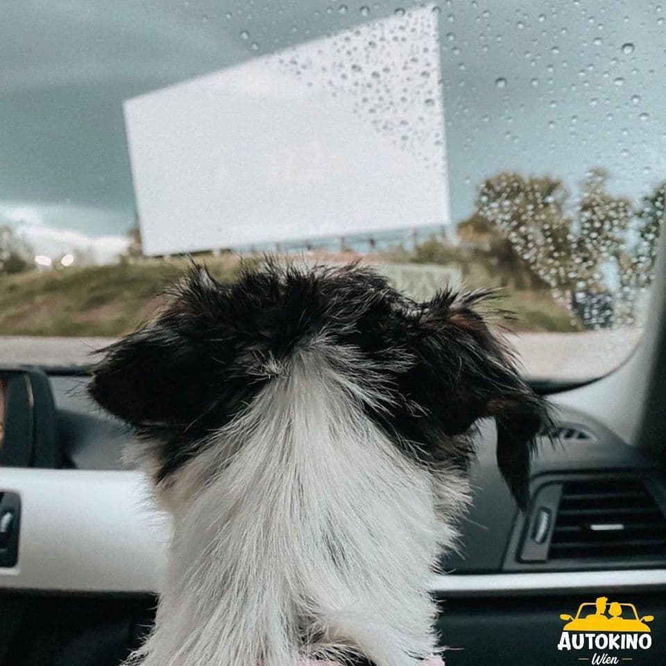 hund kino autokino wien hund im auto kino wien